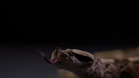 Víbora-De-Gabón-Contra-Un-Fondo-Oscuro-Saca-La-Lengua---Cerca-De-La-Cara