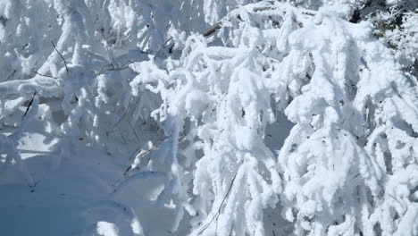 Snowdrifts-and-Trees-Bent-Under-Heavy-Snow-Caps-in-Cold-Sunny-Winter-Weather---Slow-Motion-pull-back-reveal