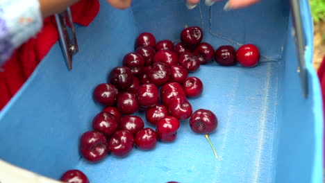 Close-up-hands-tipping-ripe-picked-red-cherries-into-cherry-picking-basket