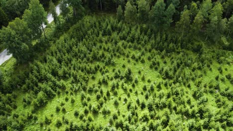Drone-Flying-Away-From-Replanted-Pine-Plantation-in-Bohuslan,-Sweden