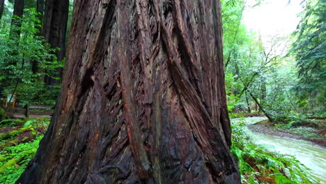 Giant-coastal-redwood-in-Muir-Woods-National-Monument