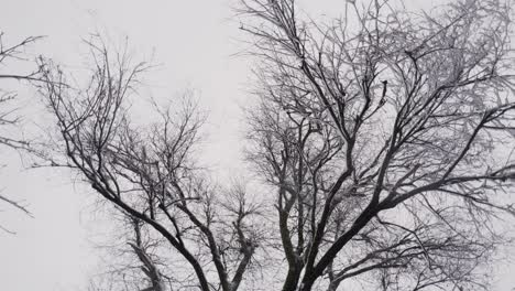 Snowing-Over-Snowy-Tree-Branches-In-Frozen-Winter