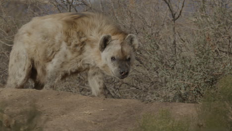 Nahaufnahme-Einer-Hyäne,-Die-In-Afrika-Herumläuft