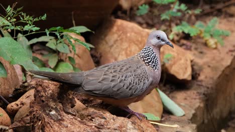 Zooming-out-sliding-to-the-left-then-it-looks-around,-Spotted-Dove-or-Eastern-Spotted-Dove-Spilopelia-chinensis,-Thailand