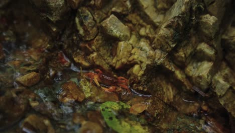 Forest-River-Crab-in-Pure-Stream,-Mie-Prefecture-Japan-4k