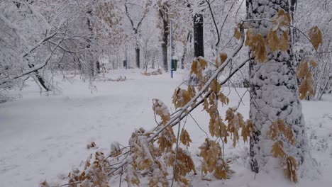 Schnee-Fällt-Auf-Die-Trockenen-Zweige