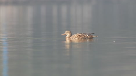 Una-Hembra-De-Pato-Real-Nadando-En-Un-Lago-En-Una-Mañana-Soleada