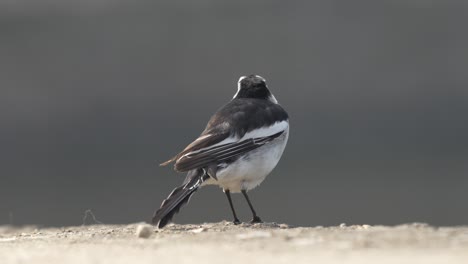 A-White-Wagtail-perched-on-a-stone-in-the-morning-sunshine
