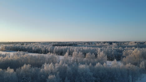 Fondo-Invernal,-Drone-Ascendiendo-Sobre-Un-Interminable-Bosque-Nevado-En-Finlandia-En-Un-Hermoso-Día-De-Invierno