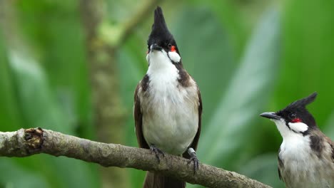 Red-whiskered-bulbul,-pycnonotus-jocosus-perched-on-tree-branch,-wondering-around-its-surroundings-and-chirping-in-the-forest,-another-one-joined-in-the-scene-and-fly-away-at-the-end,-close-up-shot