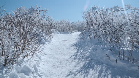 Person-Aus-Der-Perspektive-Einer-Wanderung-Im-Winter,-Berg-Balwangsan,-Mona-Park,-Bedeckt-Mit-Frischem-Schnee-An-Einem-Frostigen-Tag-Mit-Blauem-Himmel---Vorwärts