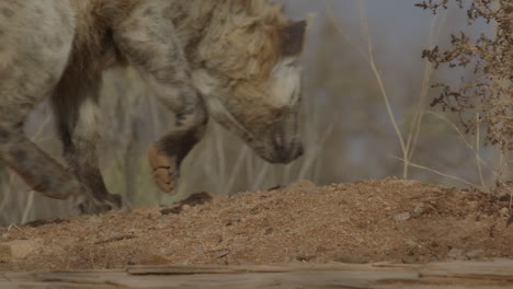 Afrikanische-Hyäne-Jagt-Und-Schnüffelt-Am-Boden