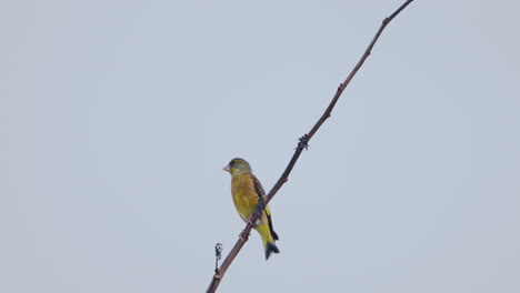 Oriental-Greenfinch-Chloris-sinica-perched-on-leafless-branch-against-grey-sky