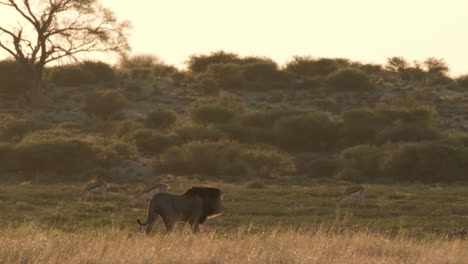 Lion-Walking-Through-The-African-Savanna-At-Sunset---Wide-Shot