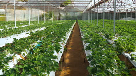 Vast-Strawberry-Greenhouse-with-Long-Rows-of-Growing-Green-Plants-with-Ripe-Berries---tilt-up-reveal