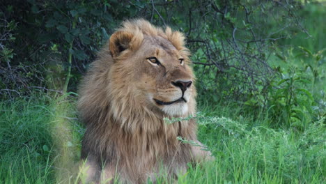 Afrikanischer-Löwe-Sitzt-Auf-Dem-Gras---Nahaufnahme