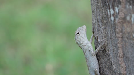 Grey-Oriental-Garden-Lizard-or-Bloodsucker-Hugging-Tree-Trunk---close-up