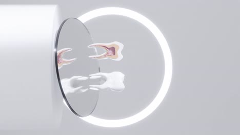 Dental-root-anatomy-cross-section-of-First-maxillary-molar-tooth-vertical-3d-rendering-animation