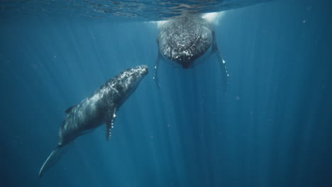 Vista-Submarina-En-ángulo-Bajo-De-Mamá-Y-Bebé-De-Ballenas-Jorobadas-Descansando-En-Las-Zonas-De-Enfermería-De-La-Reserva-Marina-Vava&#39;u-Tonga