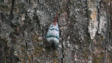 Zooms-out-to-show-its-movement-while-on-the-bark-of-the-tree,-Pyrops-ducalis-Lantern-Bug,-Thailand