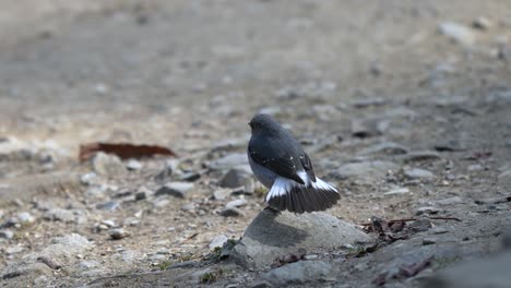 A-Plumbeous-Water-Redstart-fanning-its-tail-while-perched-on-a-stone