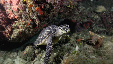 Tortuga-Verde-Nadando-Lejos-De-Un-Buzo-En-Una-Inmersión-Nocturna-En-Las-Cálidas-Aguas-Del-Caribe