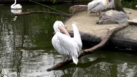 White-Pelican-cleaning-himself-Standing-on-branch-at-lake,-close-up-slow-motion-shot
