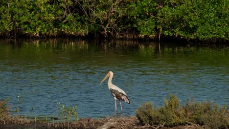 Blick-Nach-Links,-Während-Man-Im-Wasser-In-Einem-Mangrovenwald-Steht,-Dann-Fliegt-Ein-Vogel-Nach-Links,-Buntstorch-Mycteria-Leucocephala,-Thailand