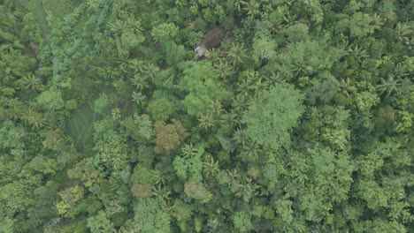 Green-treetop-of-rainforest