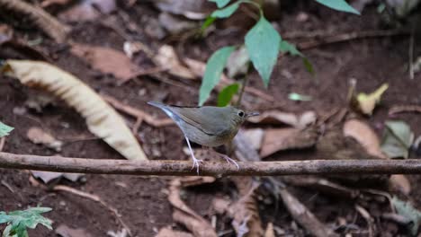 Wischt-Seinen-Schnabel-An-Seiner-Stange-Ab,-Während-Er-Schnell-Mit-Dem-Schwanz-Wedelt,-Sibirischer-Blaukehlchen-Larvivora-Cyane,-Thailand