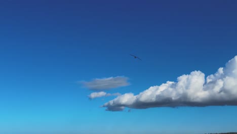 Pelicans-flying-close-up-in-slow-motion,-showing-white-puffy-clouds-and-blue-sky