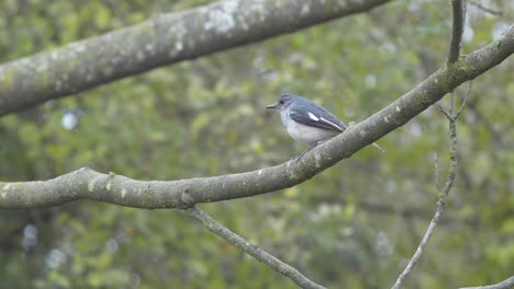 A-Plumbeous-Water-Redstart-perched-on-a-branch