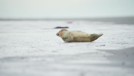 Baby-harbor-seal-lying-on-its-side-on-gray-beach,-looking-around