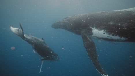 Baby-Humpback-Whale-Swims-Towards-Mom-In-The-Crystal-Clear-Blue-Waters-Of-Vava'u-Tonga