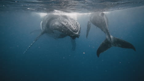 Ballenas-Jorobadas-Descansando-Bajo-El-Océano-Pacífico-Sur