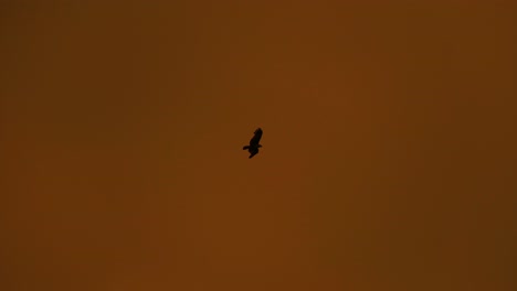 Telephoto-following-eagle-soaring-over-dark-orange-sunset-sky,-spooky-background