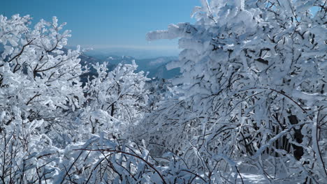 Wintermorgen-Im-Mona-Park-Am-Berg-Balwangsan,-Blick-Auf-Gebogene,-Schneebedeckte-Baumkronen-Und-Die-Bergkette-Im-Hintergrund-Von-Pyeongchang-gun,-Gangwon-do-–-Zeitlupen-Push-In