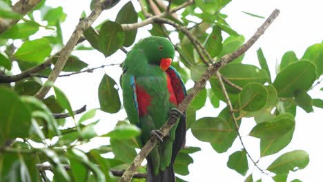 Wild-male-moluccan-eclectus,-eclectus-roratus-perching-on-tree-branch-in-the-forest,-preening,-grooming-and-cleaning-its-beautiful-emerald-green-feathers-with-its-beak,-close-up-shot