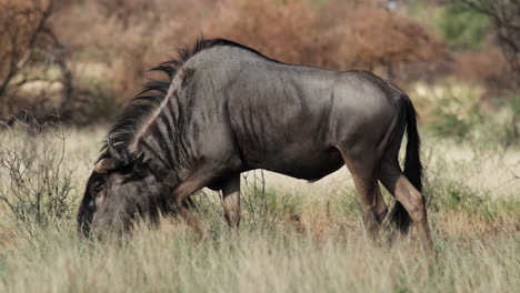 Blue-Wildebeest-Eating-Grass-In-The-African-Savannah