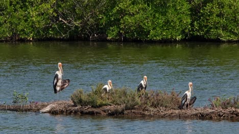 Vier-Individuen-Blicken-Nach-Rechts-In-Richtung-Sonne,-Während-Sie-Sich-Auf-Dem-Damm-Trocknen,-Buntstorch-Mycteria-Leucocephala,-Thailand