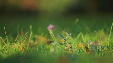 A-blooming-clover-in-the-green-grass-backlit-by-the-warm-sun