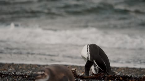 Magellan-Pinguin-Putzt-Und-Pflegt-Sich-Mit-Seinem-Schnabel-Auf-Der-Isla-Martillo,-Feuerland,-Argentinien-–-Weitwinkelaufnahme