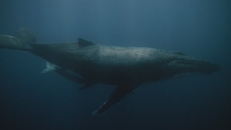 Unterwasserperspektive-Tauchen-Mit-Walen-In-Vava&#39;u-Tonga