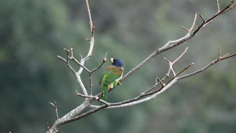 A-great-Barbet-perched-on-a-tree-branch-before-flying-away