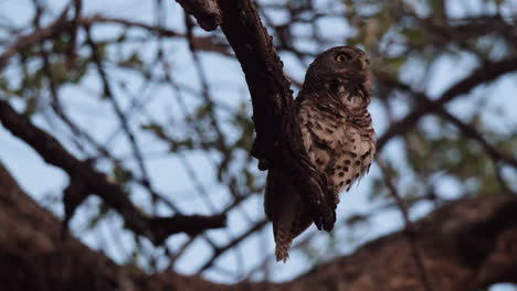 Mochuelo-De-Collar-Posado-En-El-Bosque