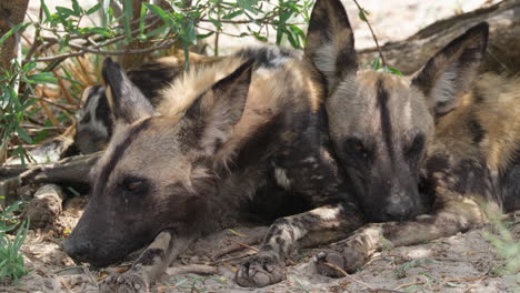 Perros-De-Caza-Del-Cabo-Descansando-En-La-Reserva-De-Caza-Silvestre-En-África-Oriental