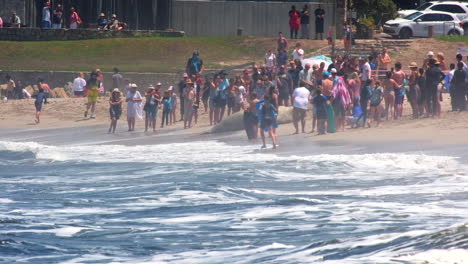 Große-Menschenmenge-Versammelt-Sich-Um-Den-Berühmten-Südlichen-Seeelefanten,-Der-Aus-Den-Wellen-Des-Ozeans-Herauskommt