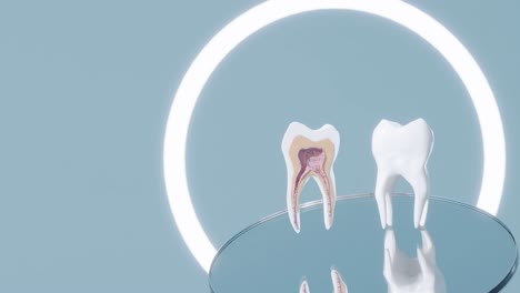 3d-animation-of-molar-tooth-cross-section-rotate-in-dentist-studio-above-mirror-,-implant-surgery-mockup-diagnosis-concept