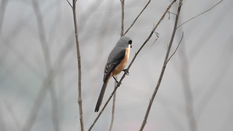 A-gray-backed-shrike-perched-on-a-small-branch-against-a-blurred-grey-background