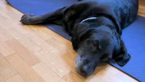 Un-Perro-Labrador-Negro-De-Alto-Nivel-Yace-Cómodamente-Encima-De-Una-Estera-De-Yoga